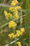 Yellow Spring bedstraw 